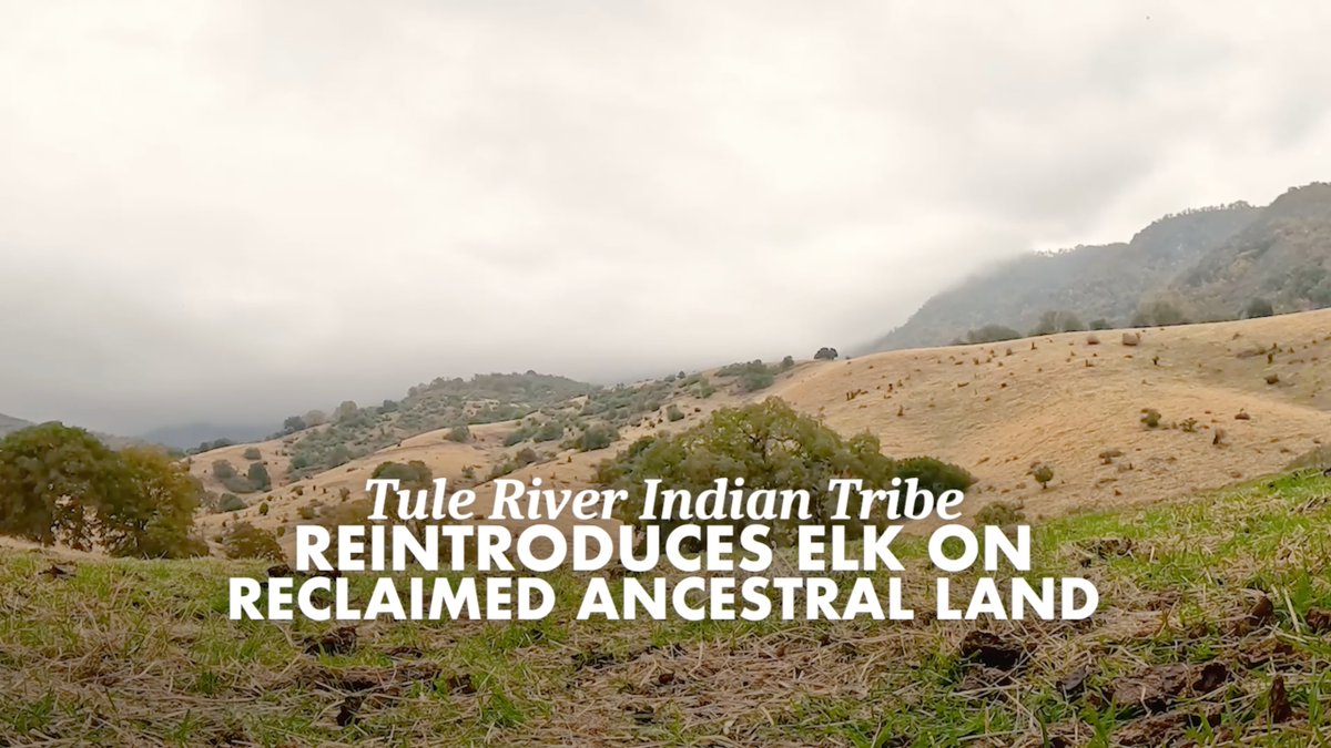 This land return and tule elk reintroduction is a significant milestone in California's relationship with the Tule River Indian Tribe. We're taking critical steps to confront the historical wrongs committed by the state against the Native people of this land.