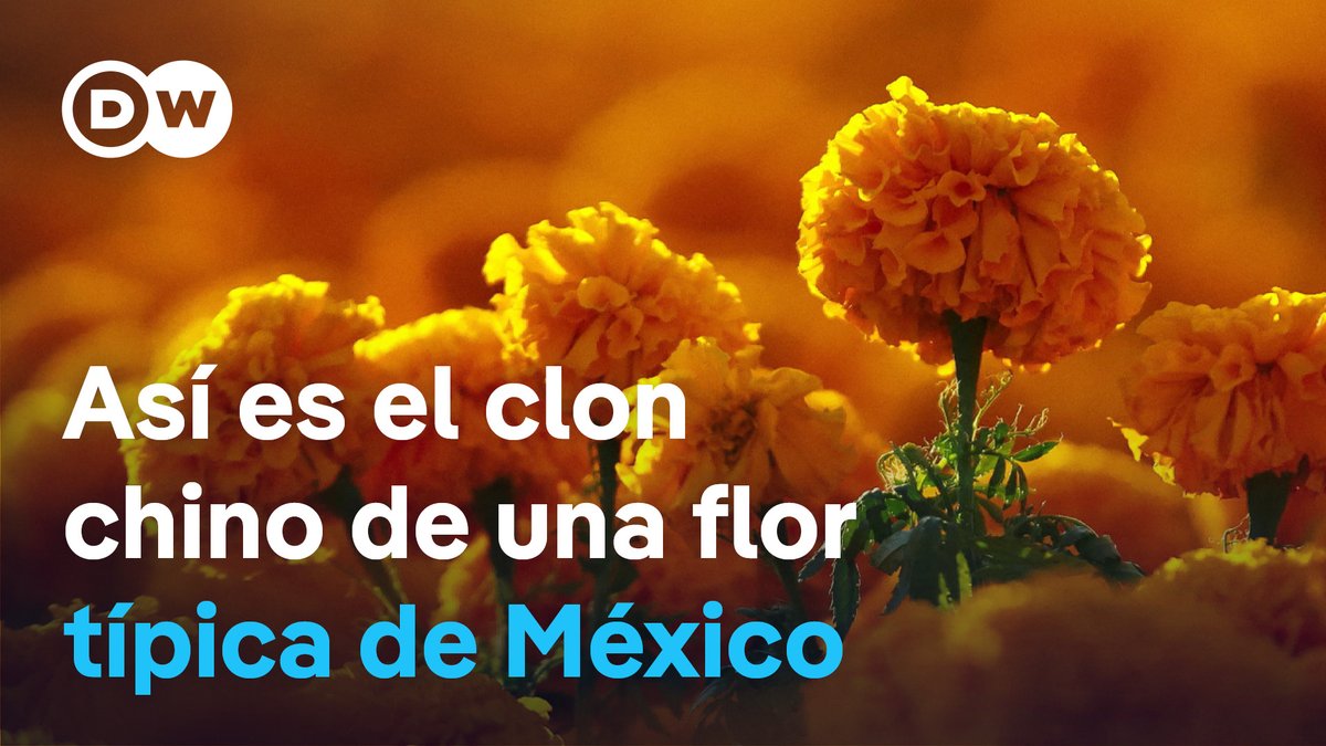 La flor del Día de Muertos peligra ante la competencia china El cempasúchil, la flor naranja que ilumina los altares del Día de Muertos, atraviesa hoy una transformación que amenaza su origen. En los últimos cinco años, su producción se ha multiplicado por siete, impulsada por la popularización de la festividad y la demanda comercial. Sin embargo, gran parte de esta expansión depende de semillas híbridas y transgénicas importadas de Estados Unidos, India y sobre todo China. Estas variedades germinan rápido y lucen atractivas en maceta, pero carecen de aroma, duran menos y desplazan a la semilla nativa. La tendencia pone en riesgo la biodiversidad y la economía de miles de familias campesinas que aún cultivan el cempasúchil tradicional. /cvml