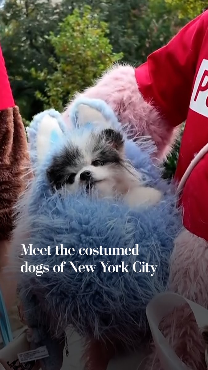 Proud dog owners paraded around their pooches at the Washington Square Park Halloween Dog Parade in New York City on Saturday, showing off pups dressed as Labubus, mops, pizza and even the Louvre thief.