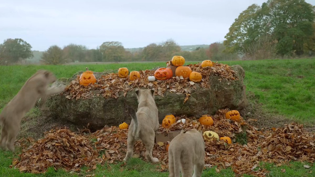 Animals enjoy pre-Halloween treats at UK zoo.