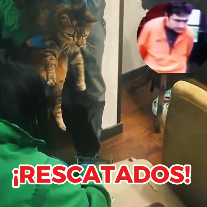 ¡VICTORIA! Rescatados los dos gaticos que permanecían en manos del maltratador de la perrita Samanta, en un edificio de Cedritos, Bogotá 💪💪 Los gaticos ya están en custodia del Instituto de Protección y Bienestar Animal. Ellos presentan un grado de deshidratación del 6% y ya se encuentran siendo examinados por los veterinarios del instituto Las autoridades abrieron investigación contra el agresor y se acercaron hasta su lugar de residencia para cumplir con el proceso legal. Muchas gracias a la fuerza y clamor de la comunidad, al Instituto Distrital de Protección Animal, a la Policía, a la Fiscalía y a todas las entidades que apoyaron este proceso.