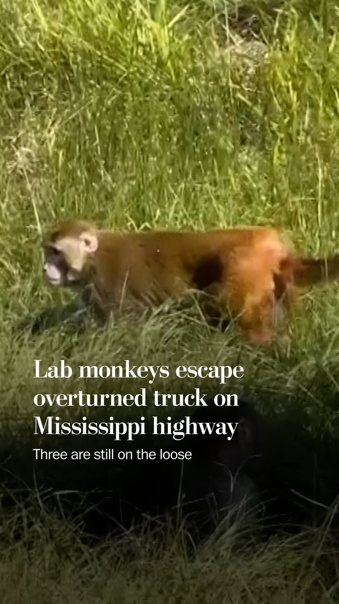 A crash on a Mississippi highway gave a group of lab monkeys a taste of freedom. But some were killed, police said, after the driver said the monkeys were infected and dangerous. Tulane University said they had not been exposed to any infectious agents.