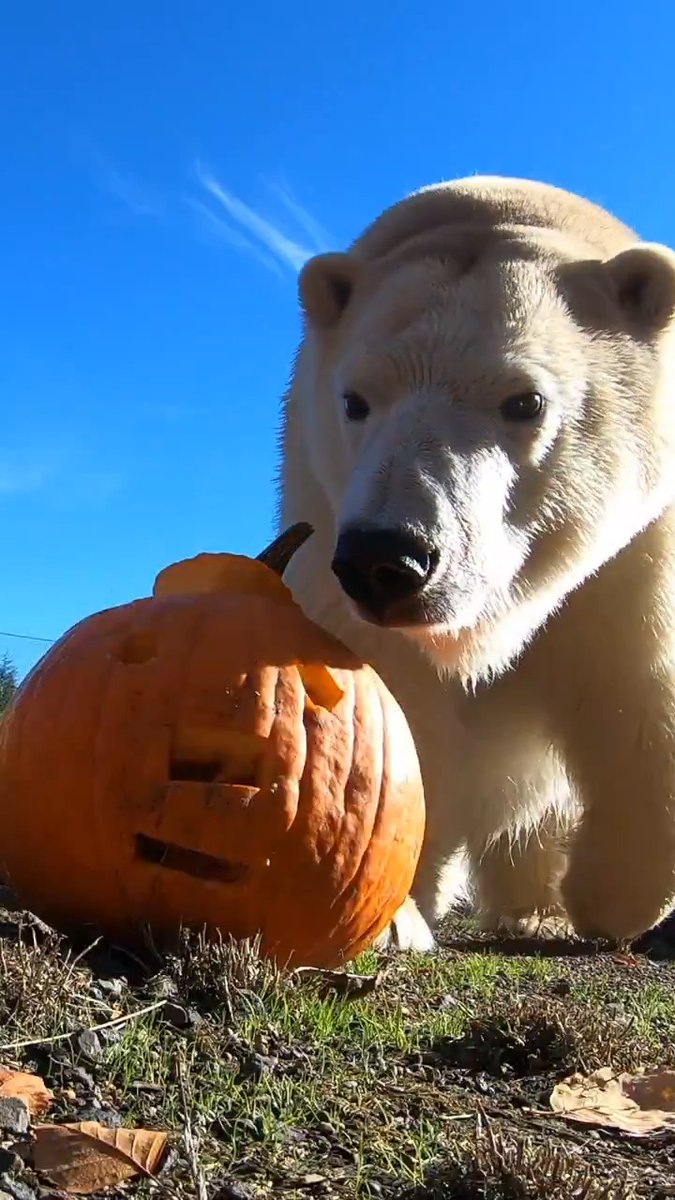 A little pumpkin for everyone. Happy Halloween!