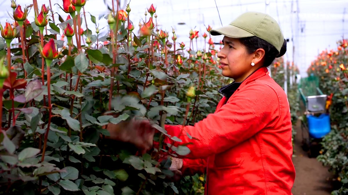 Why flowers are so cheap, and who’s paying the price