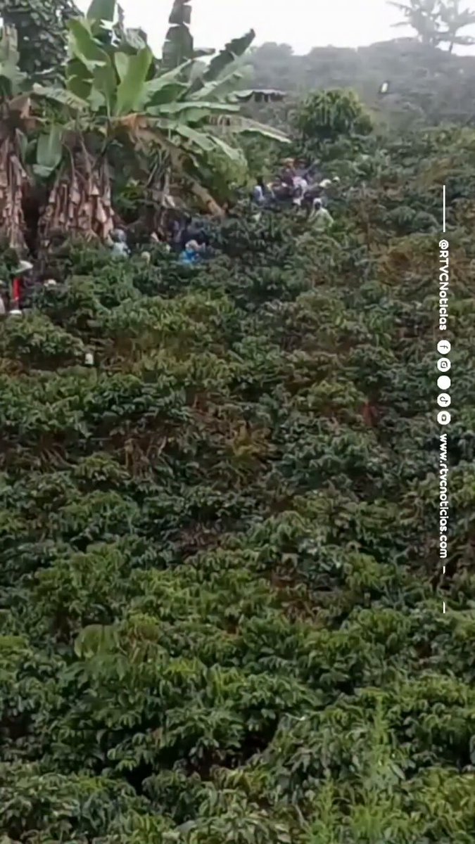 ☕🇨🇴 Bonanza cafetera en Colombia 💰 Campesinos de regiones como el Eje Cafetero, Huila, Nariño y Santander celebran con orgullo una cosecha abundante que ya muchos llaman una nueva bonanza cafetera. 🌱 Los videos que circulan en redes muestran la alegría y el esfuerzo del campo colombiano, símbolo de esperanza y trabajo digno en tiempos de prosperidad para el sector. 🌾✨ 🔴Conéctate con nosotros 👉🏻 📲