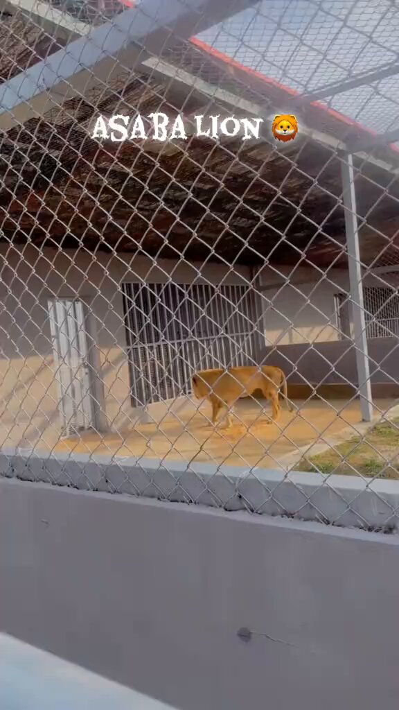 Just in: Hunger in the land!!! Hungry Lion spotted Roaring in Asaba zoo!!!