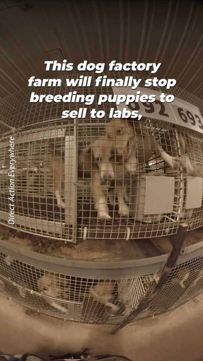 Under pressure from animal advocates &amp; state officials, Ridglan Farms will stop breeding dogs to sell to labs 👏 The 2,500 dogs still in its breeding facility NEED our help. Demand that Ridglan do the RIGHT thing &amp; release the dogs for adoption instead of selling them to labs!