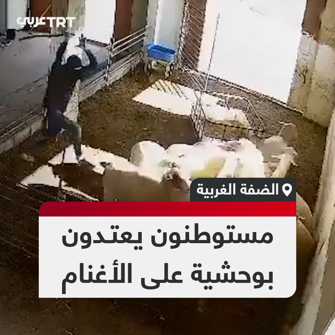 كاميرا مراقبة توثق لحظة اقتحام عدد من المستوطنين الإسرائيليين إحدى المزارع الفلسطينية في الضفة الغربية المحتلة وضربهم الأغنام والحملان بالعصيّ وطوب البناء ما أسفر عن موت عدد منها #تفاعل ليصل إليك كل جديد