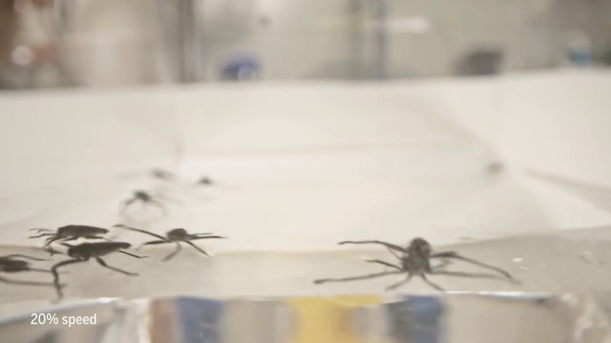 Ripple bugs are aquatic insects that can dart across flowing streams with mesmerizing speed and agility. Using high-speed cameras, new research studies the fan structures that these bugs use to dance on water. Learn more: