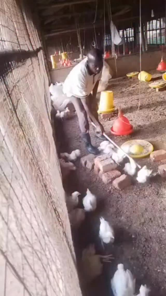 The owner is doing this to avoid the spread of bird diseases that had affected his chicks