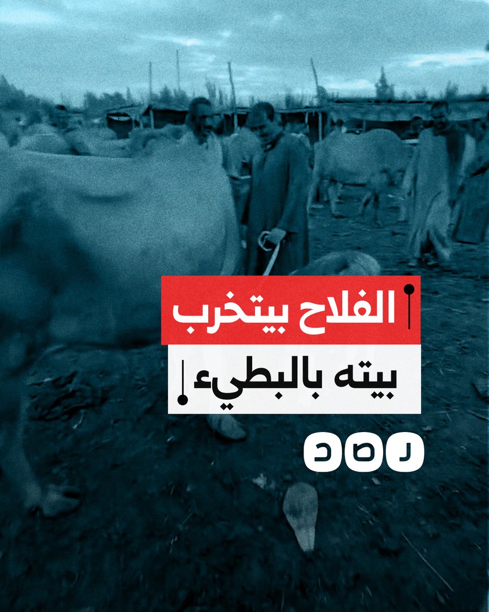 غضب في قرى محافظة المنوفية بعد انتشار وباء "حمى كولاي" بين الماشية والحيوانات وسط غياب أي دعم حكومي