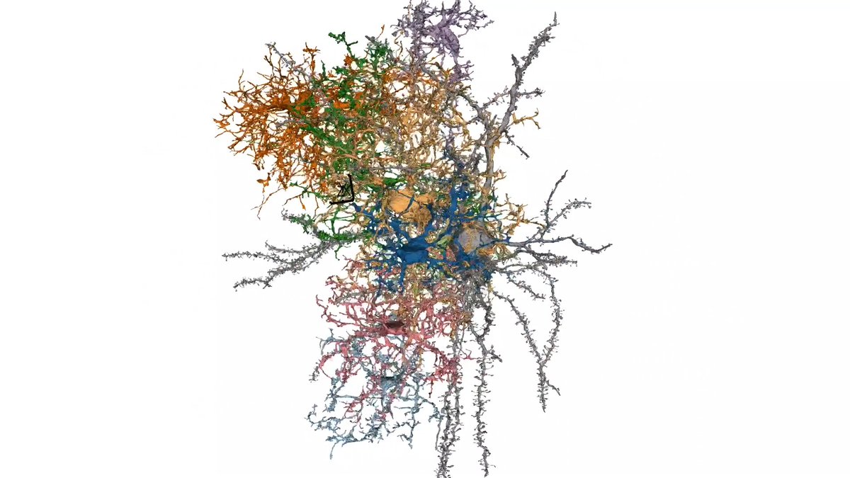 Glia derives from the greek word for glue, but they are so much than that. In this video by our #ElectronMicroscopy team, shows a pyramidal neuron (PyC) surrounded by 8 glia brain cells – 5 microglia (MG) and 3 oligodendrocyte progenitor cells (OPC). 🔗
