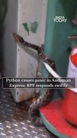 SHOCKING 🚨 Python appeared inside Andaman Express sleeper coach near Vijayawada. Authorities acted quickly and removed it safely.