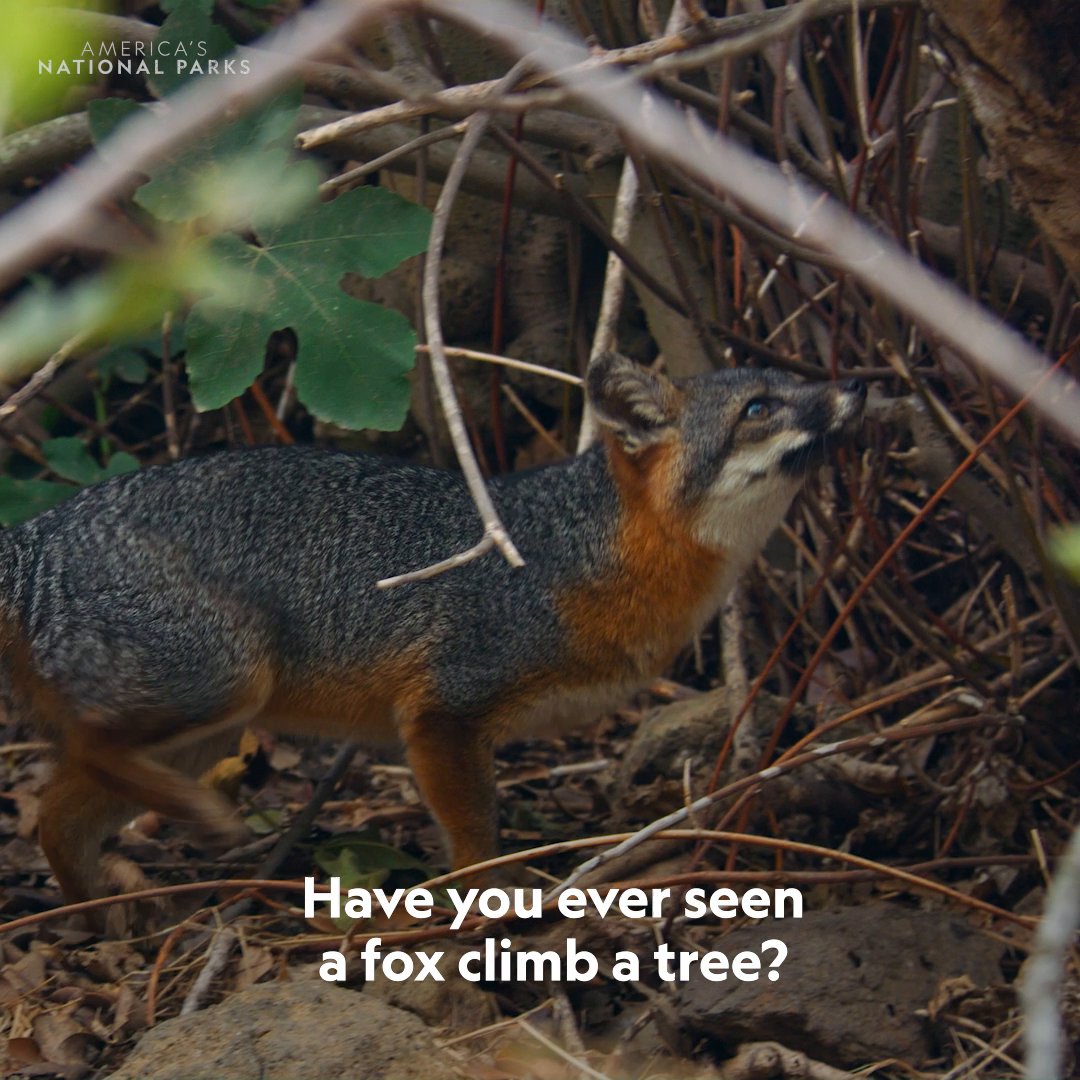 A fall harvest, fox-style 🦊🍂 From figs to cherries, they climb high for their feast. #AmericasNationalParks is now streaming on Disney+ and Hulu.