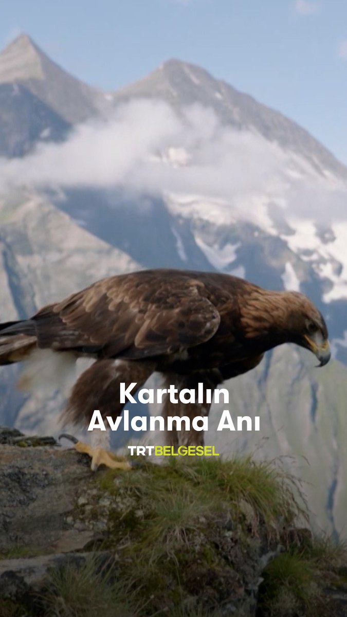 Kaya kartalının avlanma anına tanık oluyoruz. 🦅