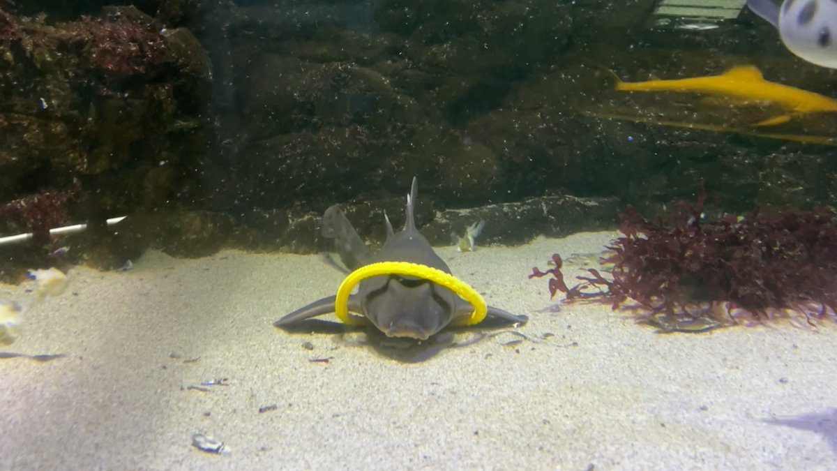 Aquarium hijinks provide the strongest evidence yet that sharks love to play. Learn more: News from Science