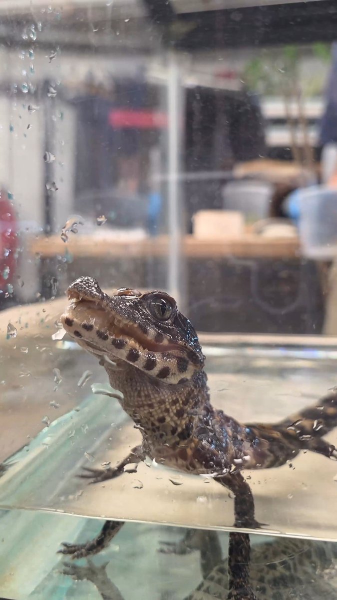 There's a new little guy that has hatched behind-the-scenes in the Reptile & Amphibian House! 🐊 Take a look at this baby West African dwarf crocodile feasting on shrimp. As the world's smallest crocodile species, this little one will only grow to be about 6 feet long.