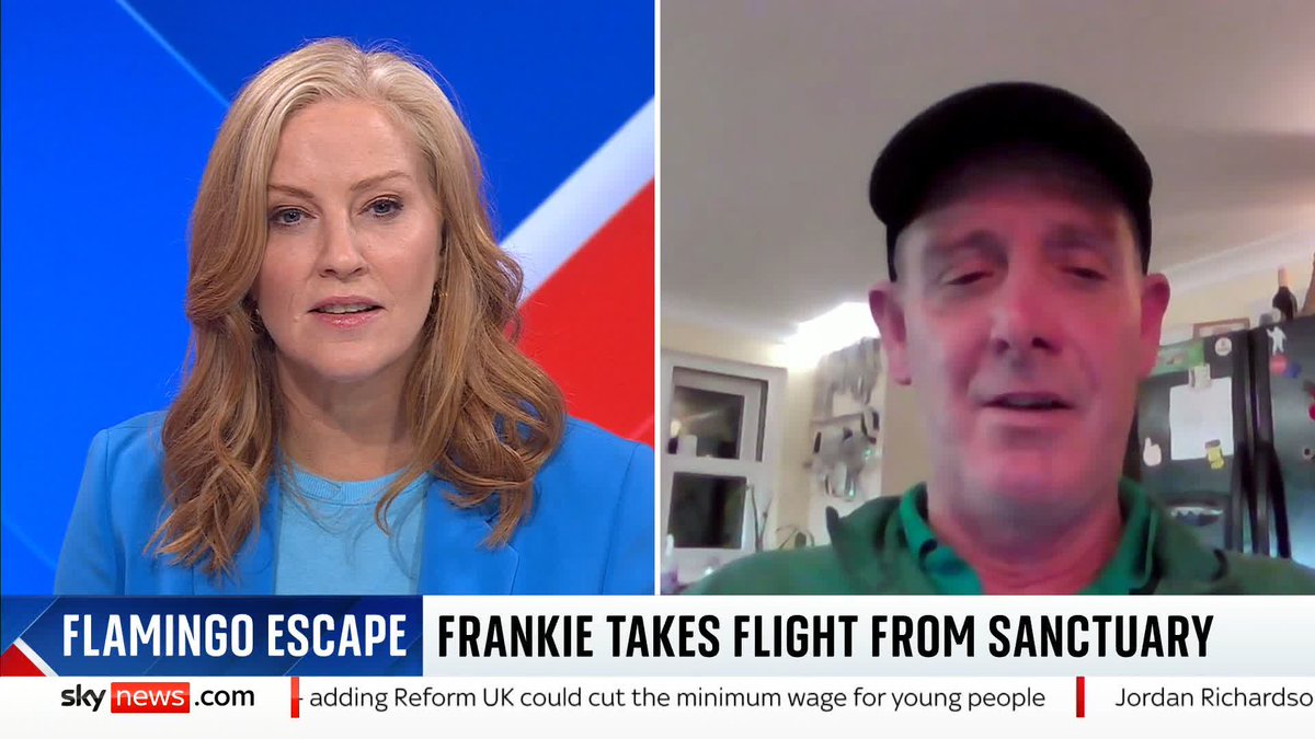 "She's very special to us." Nick Reynolds, the director of Paradise Park wildlife sanctuary in Cornwall, talks to @SkySarahJane about his search for missing flamingo Frankie 🦩 Latest ➡️ 📺 Sky 501, Virgin 602, Freeview 233 and YouTube