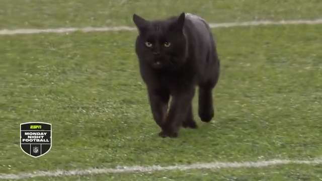 Six years ago today, a black cat took the field on Monday Night Football 😂 (Nov. 4, 2019)