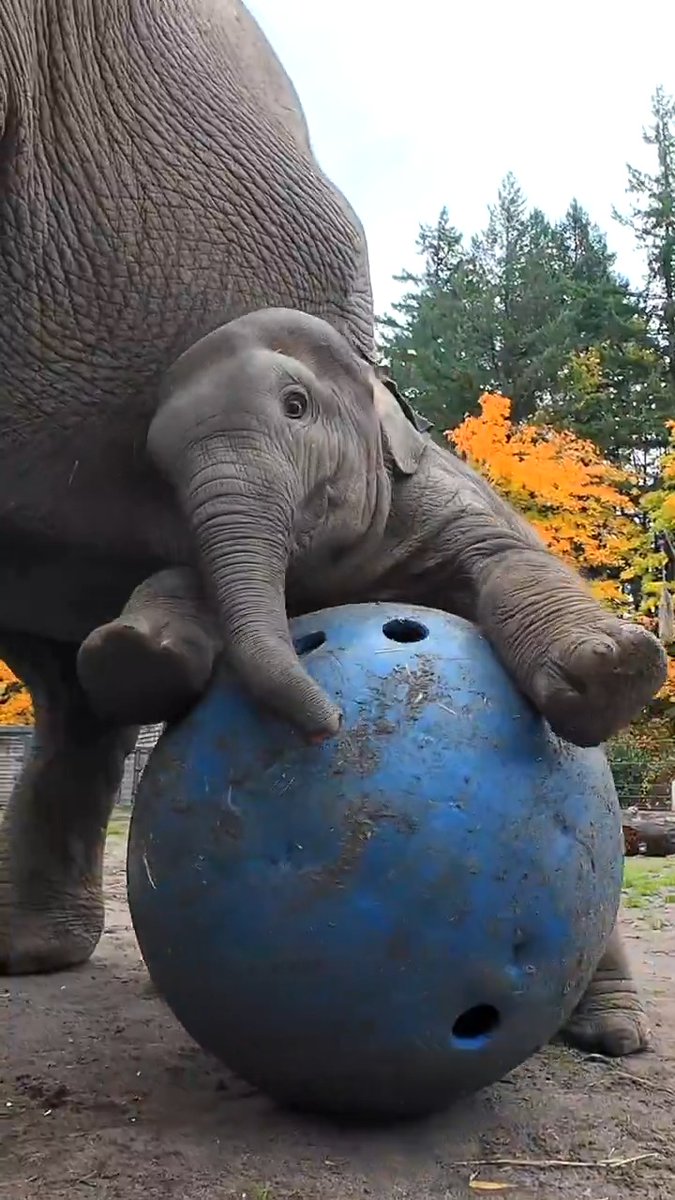 Tula's on the ball