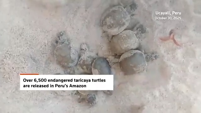 Over 6,500 endangered taricaya turtles were released into the Calleria River basin in Peru’s Sierra del Divisor National Park as part of a conservation effort