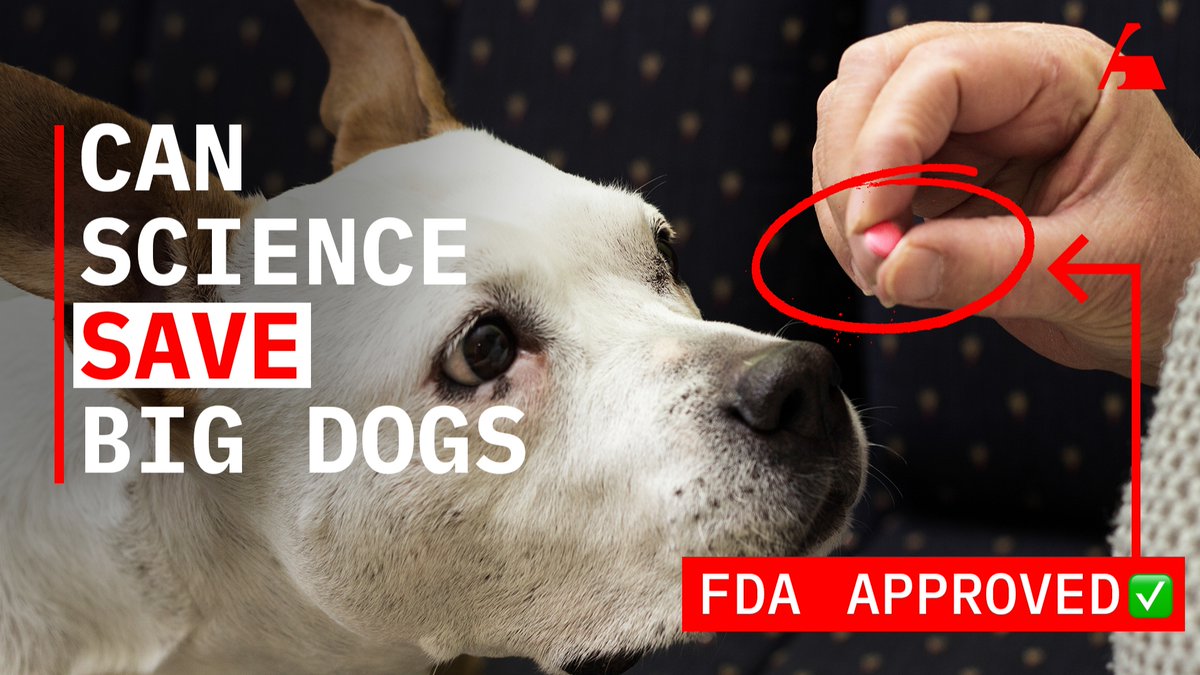 We accidentally made dogs age too fast. Now a biotech founder is fixing it. Celine Halioua’s Loyal is running the largest veterinary clinical trial ever to extend dog lifespans—and it might just work.