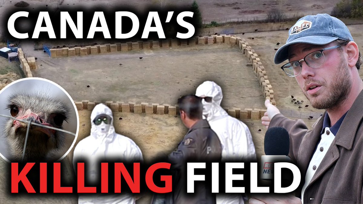 Canada's morality in question as mass killing looms Hundreds of ostriches' fate to be decided by Supreme Court on November 6. On Thursday, the Supreme Court of Canada will decide whether it will hear an appeal made by Universal Ostrich Farms, which is seeking to stop the Canadian Food Inspection Agency (CFIA) from killing all of its ostriches. This critical story touches on every aspect of Canada's governance practices, and morality. This farm in BC raises ostriches, which are studied for purposes of advancing science, specifically natural immunity. These birds are not raised to be slaughtered like poultry; instead, their value comes from long-term study of the birds, alive, and their eggs. In comes the CFIA in December 2024, on an anonymous tip that some of the ostriches were sick. The agency reportedly used overly sensitive tests on two deceased birds to obtain a positive test for avian flu. Consequently, without testing any remaining ostriches, the CFIA decided all the ostriches must be killed. The CFIA has many powers at its disposal, from quarantining to isolation and disinfecting, to testing and monitoring, to mass culling and so on. It decided the mass kill option was the only option it would pursue despite national and international pushback. The agency referenced the stamping-out policy by the World Organization for Animal Health (WOAH), which Canada is a treaty member of. This policy was designed to stop highly contagious diseases spreading in animals before it could have national livestock or global trade impacts. The WOAH is funded by treaty nation members, alongside vaccine immunity promoting NGOs like the Bill & Melinda Gates Foundation. The Health of Animals Act, World Trade Organization Agreement Implementation Act, and the Canadian Food Inspection Agency Act provide most of the legal framework allowing the CFIA to kill whatever it wants while referencing international policy agreements. The CFIA can provide exemptions to the mass culling policy, as was requested for the ostriches, but decided it would rather just kill them all. A year after this ‘deadly mutant avian flu’ passed through the herd, the agency persists. The CFIA disagrees with the animals being allowed to exist while having exposure to wildlife, and disputes the scientific approach presented by the farmers regarding the uniqueness of the herd. Those at the CFIA also refuse to do further testing of any kind. The CFIA appears to be taking issue with the farm's scientific approach under the guise of 'health risks' associated with the remaining birds. This is the same CFIA which arrested a small-time Alberta egg farmer for having too many hens and allegedly buried chickens alive under the carcasses of their deceased peers. Despite the CFIA's intentions, Universal Ostrich Farms brought the matter to court. The Federal Court ruled with the CFIA on the grounds that it is a federal body established by Parliament and thus should not be interfered with. The Federal Court of Appeal sided with that ruling. The fully-vaccinated Supreme Court of Canada is set to decide whether it will hear an appeal from the farm on November 6. If the Supreme Court refuses, the CFIA may proceed with the killings immediately, and if it approves then the matter will be brought before the court. Liberal Party Minister of Health, Marjorie Michel, is the authority over the CFIA and could intervene, but has remained silent on the subject. The birds have been legally protected from death as this has moved through the courts, thanks to stay orders requested by the farm's legal representation, lawyer Umar Sheikh. During legal proceedings the CFIA was granted control of the farm and other lands, and is using its power to enforce RCMP engagement. While the matter is before the courts, the agency has seized lands and properties of locals, had around half a dozen people arrested, and presided over a bird allegedly dying of neglect under its control. It's a bloodthirsty gang of bureaucrats on a literal killing spree, granted seemingly unlimited power from the federal Liberal Party, while the courts appear to be looking the other way. Previously to fighting for the ostrich farm, Mr. Sheikh represented Sheila Annette Lewis, of Alberta. Ms. Lewis was denied a lifesaving organ transplant in Canada because of her and her family’s vaccination status despite having natural immunity to COVID-19. Sheikh won her case and got her back on the transplant list, but because of Canada’s ‘the process is the punishment’ legal system, Sheila passed away before she could receive a transplant. There are stark parallels to this story. In both cases, the government ignored tried and true natural immunity, replacing the concept with financially-incentivized vaccine immunity claims. In both scenarios, whether it’s our common man, or the animals we tend to, the Canadian government’s first objective appears to be in line with the grim reaper. To sum it all up, the government wants the birds to die because that’s their policy, death. We'll see on November 6 what the Supreme Court says.