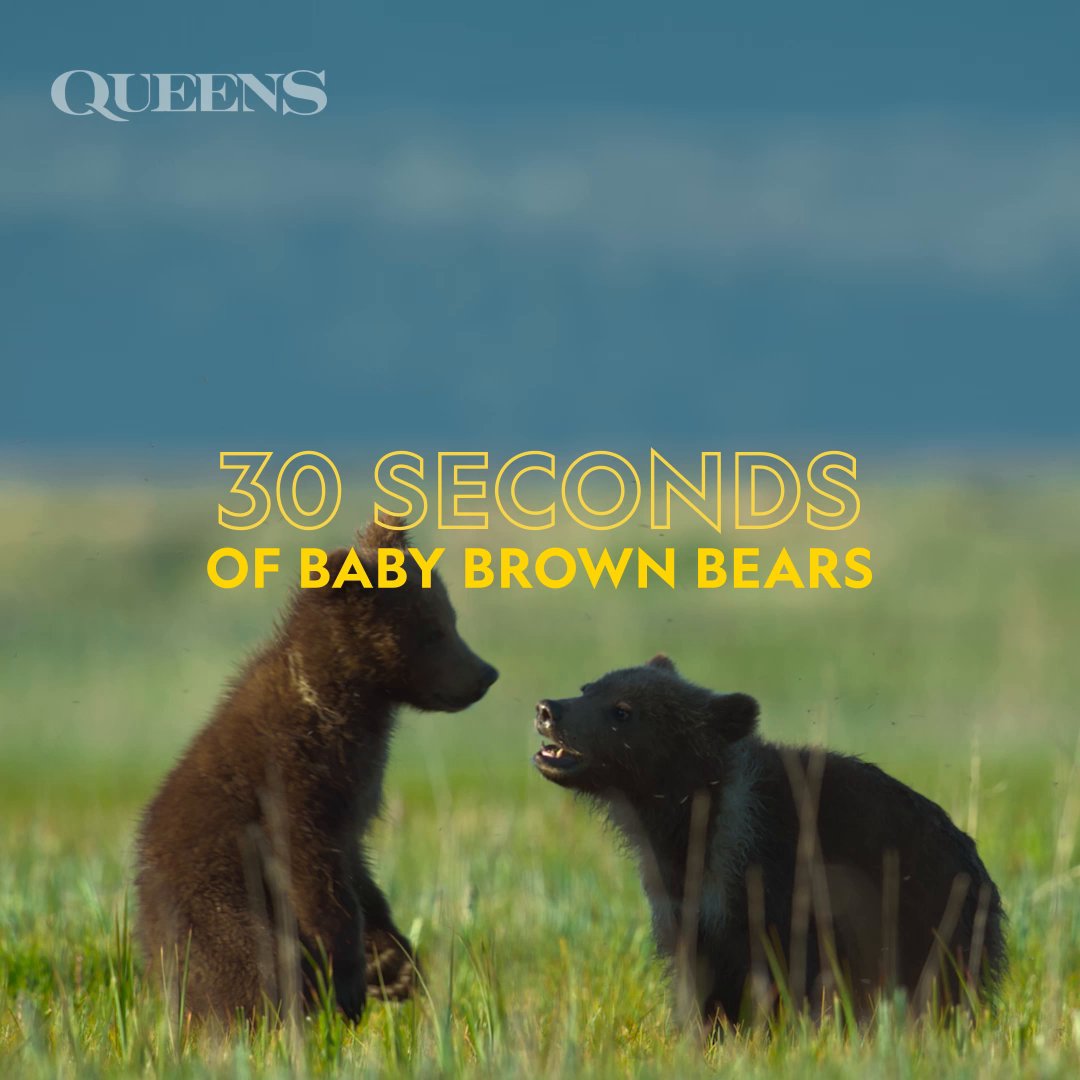 Best playtime ever! While their mom is looking out for them, these brown bear cubs are free to have fun and prepare for their life in the wild. 🐻 #NatGeoQueens is now streaming on Disney+ and Hulu.