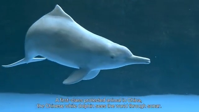 Huawei and China Mobile are using 5G-A to protect the Chinese white dolphin 🐬 By integrating radar, satellites, and AIS data, the system tracks vessels within 20 km and sends AI-powered alerts in seconds—helping prevent trespass and speeding to safeguard marine life. Tech4Nature
