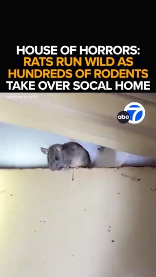 "There could be up to 1,000 rats living in this home." Experts say what they saw inside an Irvine home is one of the worst rodent infestations they've seen in years. We take you inside the house of horrors as rats run wild. Tonight at 11 from ABC7.