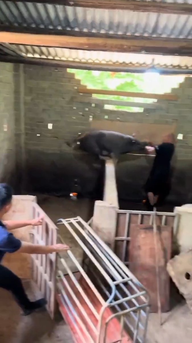 So Muslims were right about pigs all along?