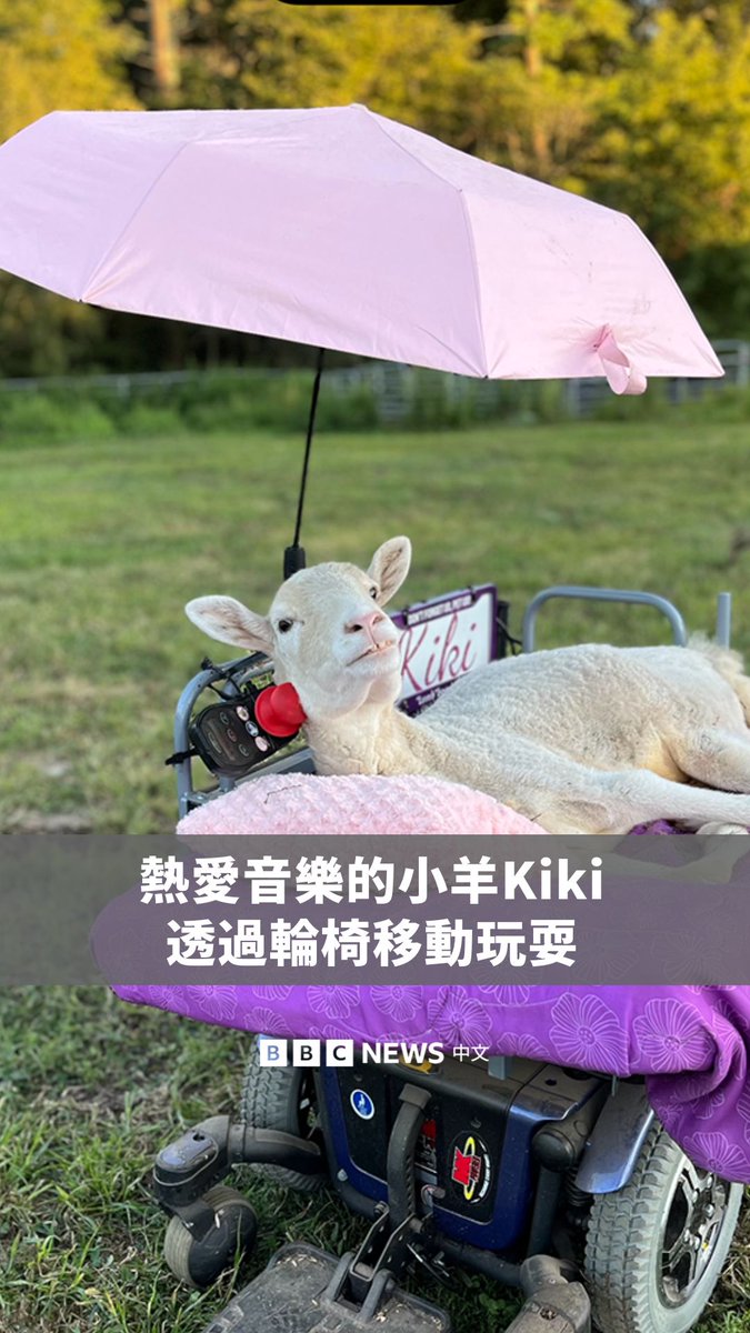 天生无法使用双腿且被母亲抛弃的小羊Kiki,在美国麻萨诸塞州一处动物庇护所被收养。她对音乐的热爱和活泼的天性,让工作人员受到启发,并为她打造一台电动轮椅,让她可以用头部和颈部来操控。 如今,Kiki能在庇护所自由活动、其他动物相处,并经常陪伴身心障碍儿童,提供他们情感支持。
