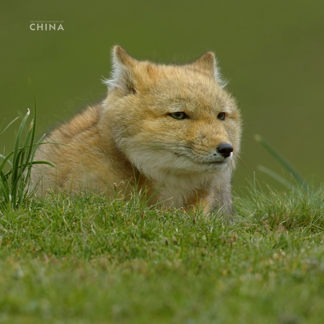 After a very long winter, these Tibetan fox cubs are emerging from their den with energy to burn 🦊🤩 #TheHiddenKingdomsOfChina is streaming on Disney+.
