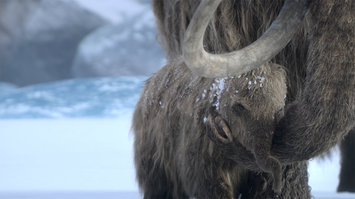 New creatures. New era. Experience the Ice Age like never before. #PrehistoricPlanetIceAge premieres November 26 on Apple TV.
