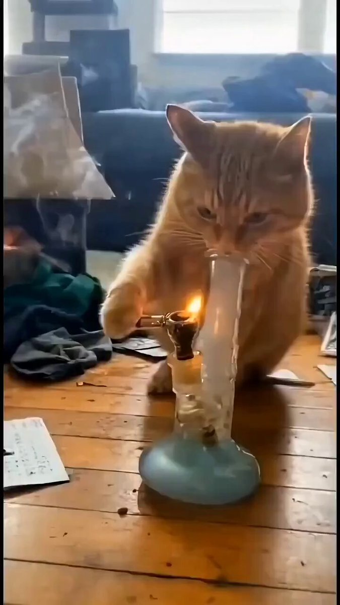 My cat really loves catnip!
