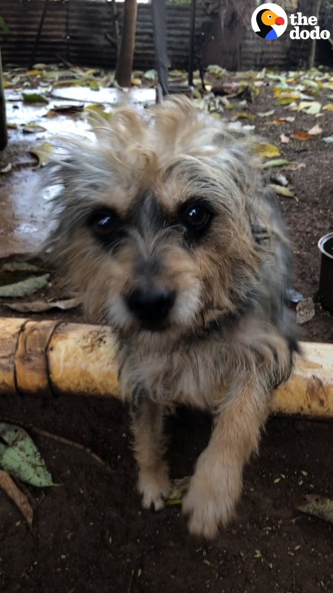 5年間もずっとこんな首吊り状態で生活していた子。 保護されて初めてお散歩にでかけることができました。 初めて他の犬たちに会っても根が明るいこの子は 仲良くできます。 そして初めてのビーチを楽しむ様子をご覧ください😢
