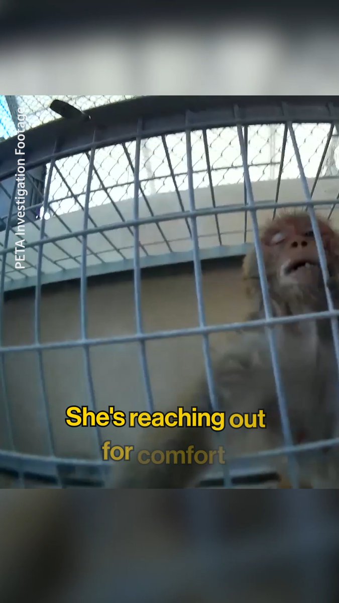 A PETA investigator was the ONLY person who showed kindness to this monkey 💔 Monkeys want respect, just like humans, but in labs, they're denied EVERYTHING—a natural home, family, &amp; basic freedoms 😔