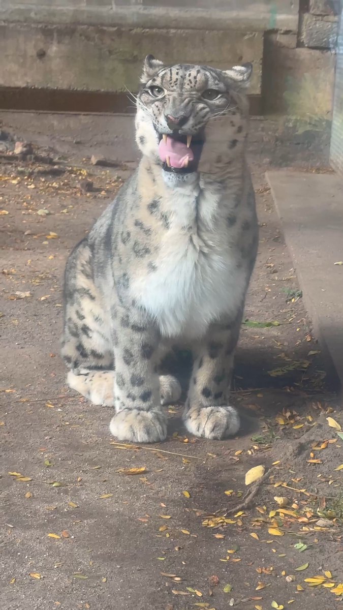 Domestic cat parents know this face all too well 😂 This face is called the flehmen response, and Yuki the snow leopard is demonstrating it perfectly. This behavior allows cats to analyze smells in their environment through a scent organ in the roof of their mouths!