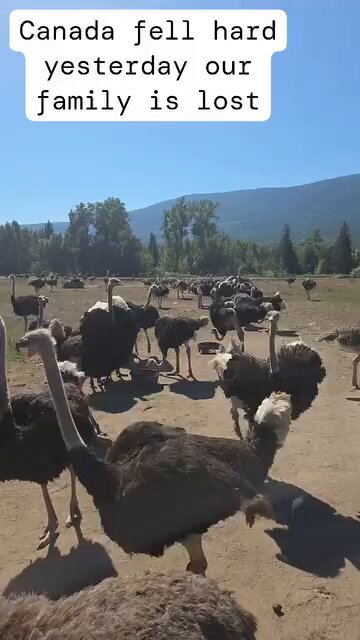 Ostrich Farm Update: The family are not coming outside. It is the reality of 300 tragic murders guarded by the RCMP. When help never arrives and never will arrive. The state of Canada