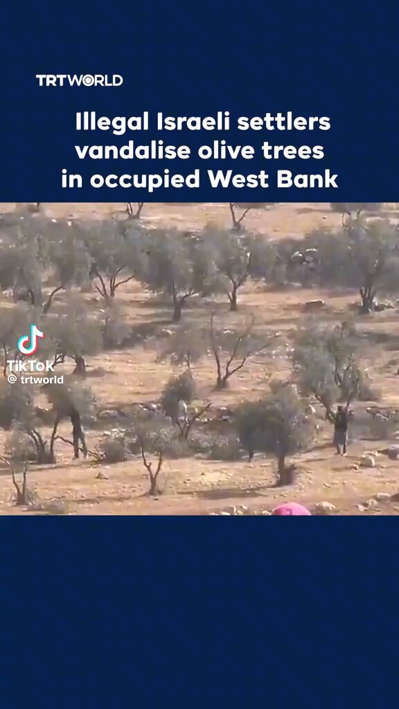 Ecco il popolo eletto (non si sa bene da chi) distrugge gli olivi dei palestinesi perché non possano raccoglierne i frutti