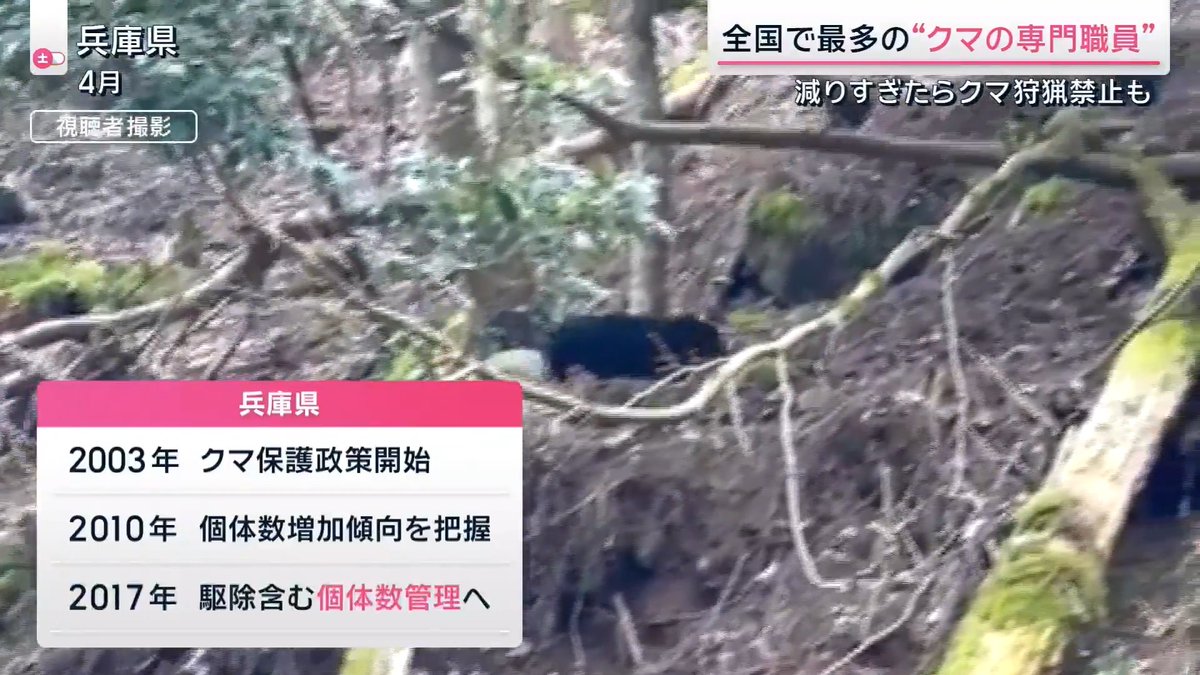【兵庫県独自】被害を最小限に抑えた3つの“クマ対策”とは 兵庫県では去年14年ぶりにドングリなどが大凶作になり、クマの出没件数が倍増。去年は2件、今年は1件の人身被害が出ている 兵庫県森林動物研究センター 兵庫県立大学 横山真弓 教授 「あらかじめ数を減らしていくということをしてきたために、被害としては最小限に抑えることはできたかなと思う」 ▼兵庫県のクマ対策①クマの個体数管理 箱ワナにかかったクマを麻酔で眠らせ、首元にマイクロチップを打ち込んで放す ◼︎クマの生息数が少ない場合 翌年捕獲されるクマの中にマイクロチップをつけたクマが含まれる割合が“多くなる”傾向 ◼︎クマの生息数が多い場合 翌年捕獲されるクマの中にマイクロチップをつけたクマが含まれる割合が“少なくなる”傾向 兵庫県内には現在クマが700〜800頭いるとみられ、毎年約15%の割合で増加 →放置すれば5年でクマが2倍に 兵庫県森林動物研究センター 兵庫県立大学 横山真弓 教授 「毎年15％ぐらい増えることが分かっているので、15%ぐらいは数を減らしていく取り組みが同時にないと」 ▼兵庫県のクマ対策②クマ専門知識を持つ職員数 兵庫県の『クマ類の専門的知見を有する職員数』は16人と全国最多 2003年 兵庫県がクマ保護のため個体数調査を開始 ↓ 2010年 クマが増えすぎる可能性があると判明 ↓ 2017年 駆除も含む個体数管理へと舵を切る 来週から狩猟期間が始まるが、今年はクマが減り過ぎていることからクマの狩猟を禁止 →個体数を把握できているため“クマを減らさない”判断が可能に ▼兵庫県のクマ対策③ゾーン捕獲 集落から200m以内の範囲でクマ被害が出る前に箱ワナを設置し、人里近くに住むクマを積極的に駆除 兵庫県ではシカ対策用の箱ワナを多く所持 →クマの捕獲にも使えるよう制度を変更 また、7月からは新たな電気柵も試験運用。通常は落ちた枝などが触れたりすると柵の電圧が下がるが、新たな電気柵は自動で電圧が戻る 兵庫県森林動物研究センター 兵庫県立大学 横山真弓 教授 「いつもと違うもの（電気柵）が置かれていると普通のクマは“鼻探索”をする。その時に電圧が効かなかった経験があると、くぐって入っていく行動に発展してしまうので一番始めがやっぱり肝心」 さらに、クマが人里に近づきにくくするために木の枝や低木を伐採して『バッファーゾーン』を整備 →クマの個体数管理や、柿の木などの除去ができて初めて有効になる 兵庫県森林動物研究センター 兵庫県立大学 横山真弓 教授 「クマの数が増えてくると被害防除に加えて個体数管理も強化しないとクマという動物と共存していくのは難しい」 サタデーステーション