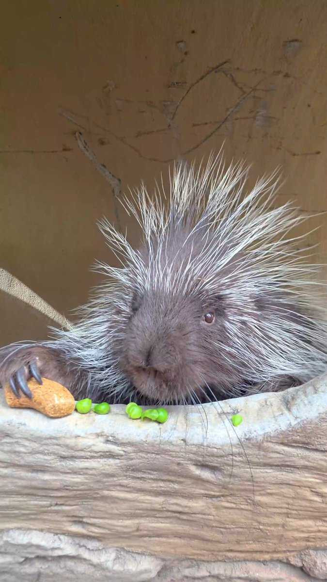 On a lunch date with Aurora the North American porcupine, kinda nervous 😝