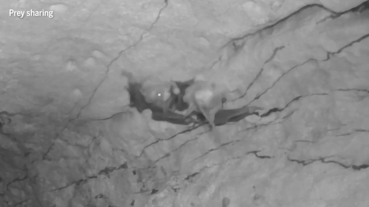 New footage reveals spectral bats “hugging,” playing, and bringing food to their young. Learn more: News from Science