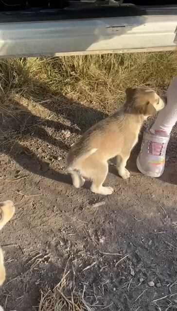 Dejaron a estos 4 bebés abandonados en un cerro,están solitos y lloran mucho de hambre y buscando ayuda..🥺 ¿Alguien que pueda tomar su caso? Están en Edomex ,ayudamos a trasladarlos.