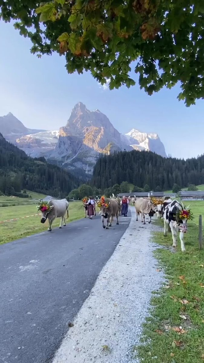 In Switzerland, autumn brings a charming tradition — cows adorned with vibrant flowers and clanging bells are led down from alpine pastures to the valleys, marking their return for winter.