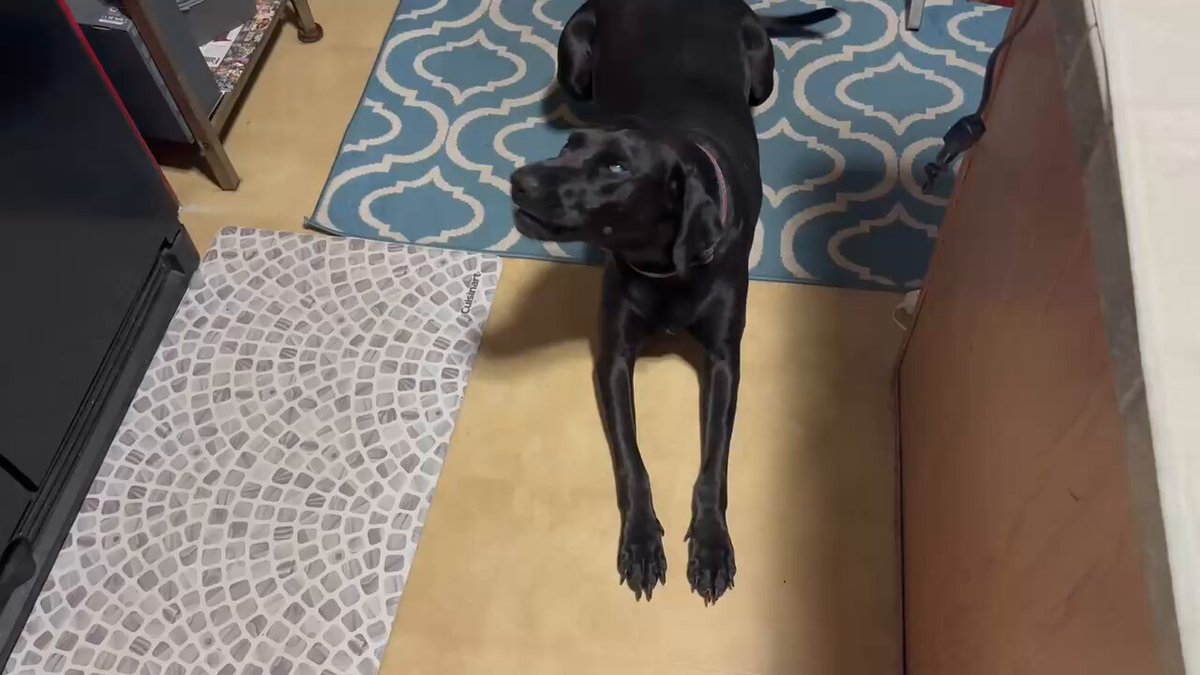 I rescued Sadie earlier this year. She had been beaten and lost her left eye due to a gun shot with a pellet gun. She is still skiddish and takes meds that are helping with her anxiety. I’ll chose Sadie and stay single over any man out there. She chases cats, deer, and rabbits. And always tells me Good morning. 😃 choose the dogs girl. Always. 🐶❤️