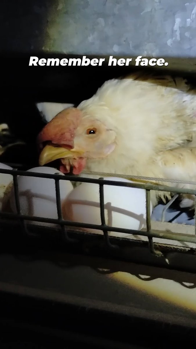 If you met the hens behind your eggs, you’d never see breakfast the same way again. Go vegan for them 🌱