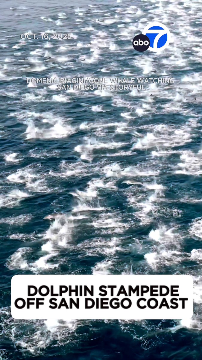 "It's a stampede!" Whale watching guides off the coast of San Diego were stunned by the sight of thousands of dolphins leaping past their boat. 🤩🐬