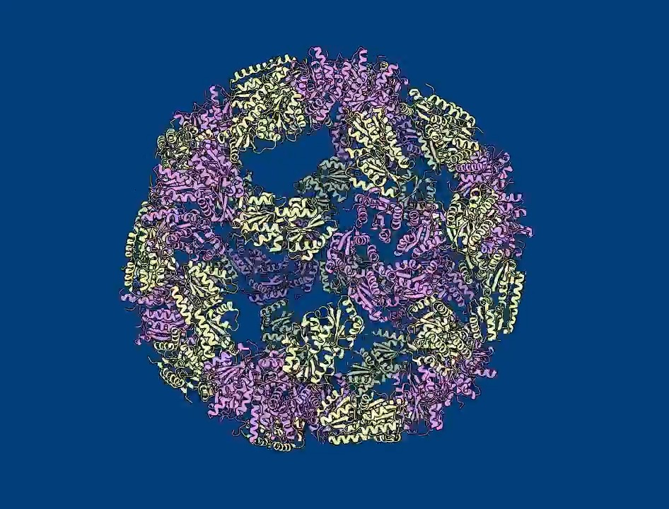 David Baker, the 2024 #NobelPrize laureate in chemistry, has achieved the seemingly impossible feat of building entirely new kinds of proteins. In recent years, one incredible protein creation after the other has emerged from Baker’s laboratory. They range from new nanomaterials where up to 120 proteins spontaneously link together (see animation) to proteins that function as a type of molecular rotor. Animation: ©Terezia Kovalova/The Royal Swedish Academy of Sciences