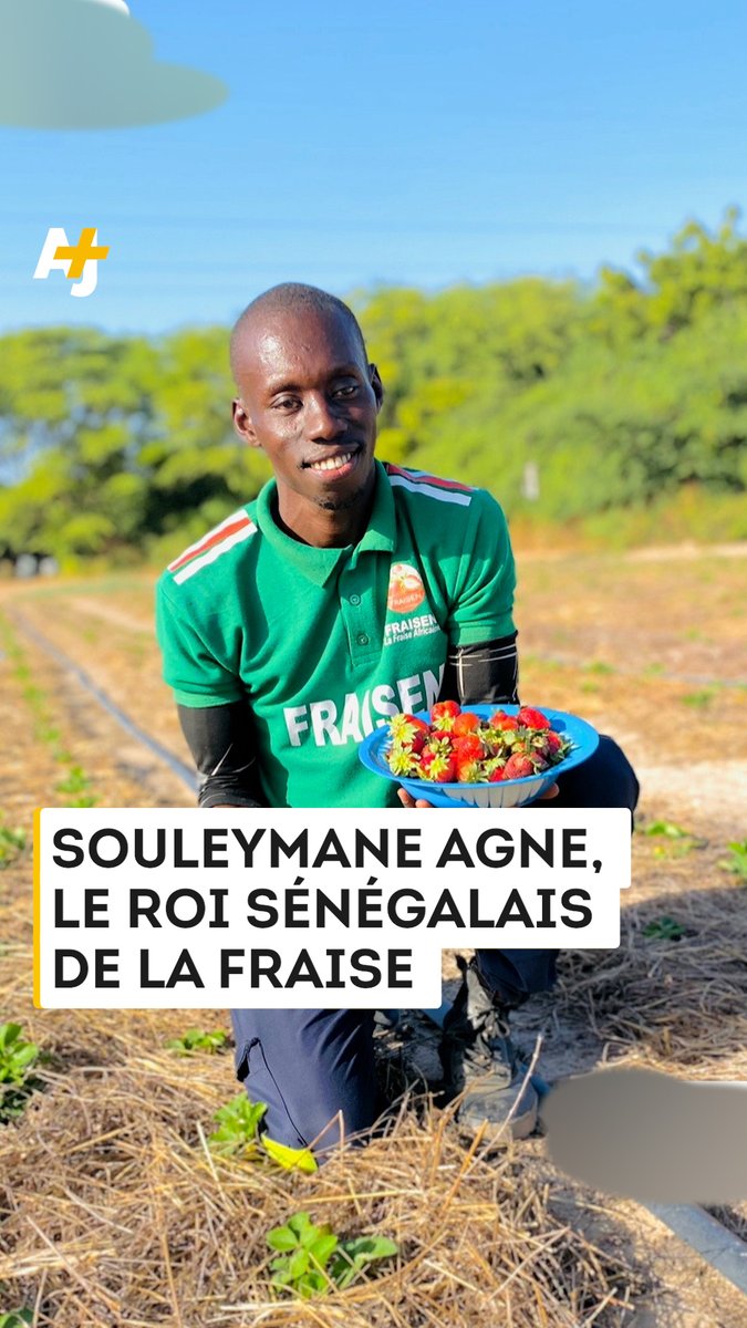 Pris pour un fou à ses débuts, il est devenu une star de l'agriculture au Sénégal grâce à ses fraises. AJ+ français a rencontré Souleymane Agne, spécialiste des cultures rares dans son pays.